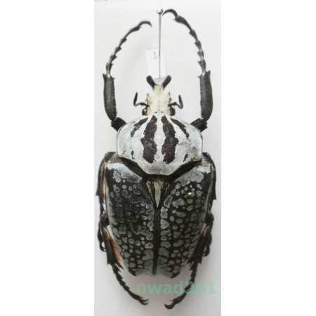 Goliathus orientalis (Moser, 1909) male Camerun 68mm1